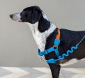 Zee.Dog Soft-Walk Dog Harness (Delta) Online Sale